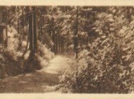 Krynica